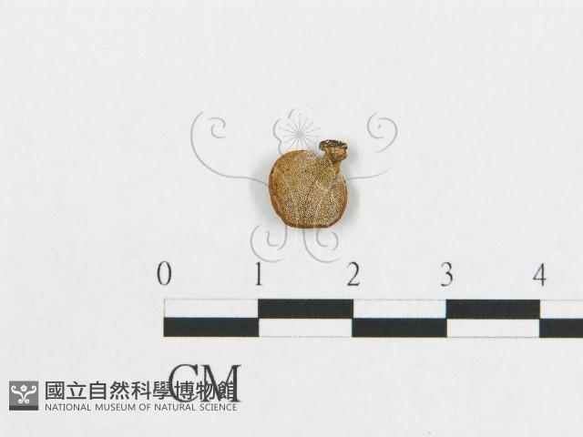 多孔菌屬藏品圖，第1張