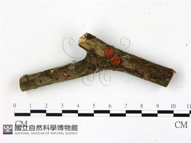 登錄號:F0007708藏品圖，第1張