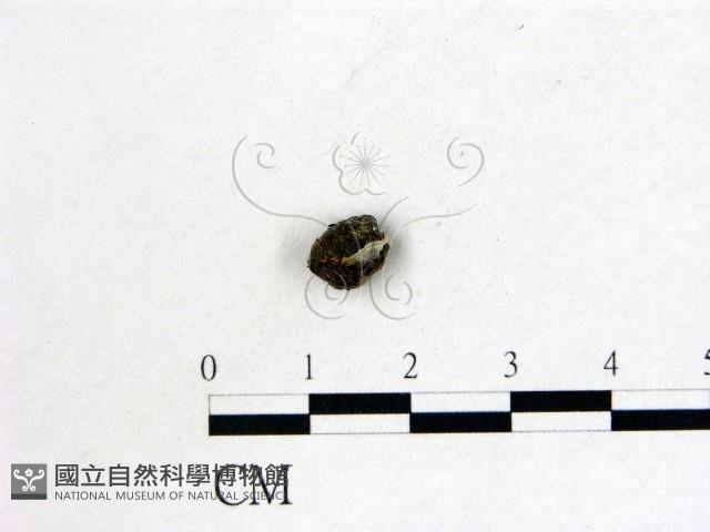 Accession Number:F0005708 Collection Image, Figure 1, Total 2 Figures