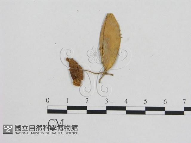 小菇屬藏品圖，第1張