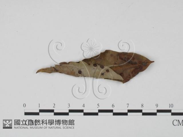 登錄號:F0019708藏品圖，第1張