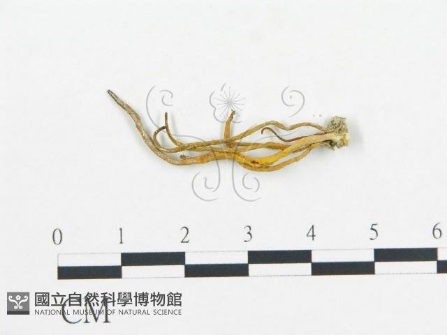 登錄號:F0008508藏品圖，第1張
