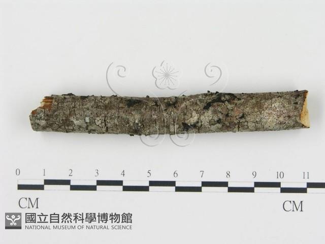登錄號:F0000508藏品圖，第1張