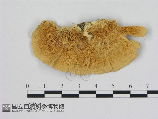 登錄號:F0006508藏品圖，第1張