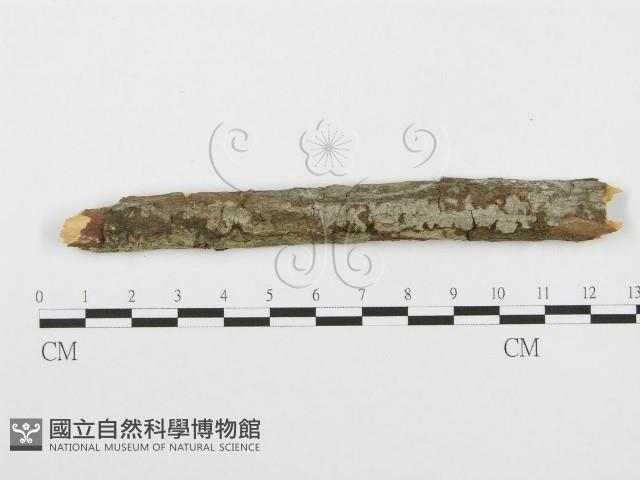 登錄號:F0001508藏品圖，第1張