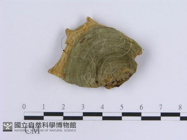 登錄號:F0004508藏品圖，第1張