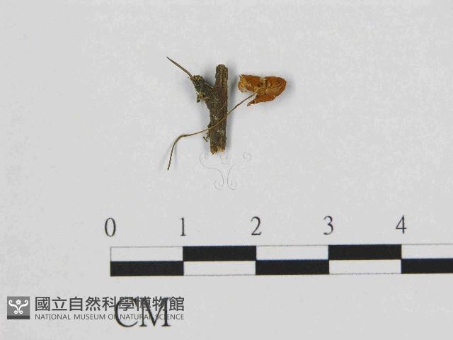 登錄號:F0014508藏品圖，第1張