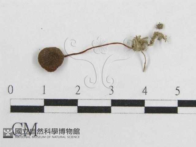 粉褶菌屬藏品圖，第1張