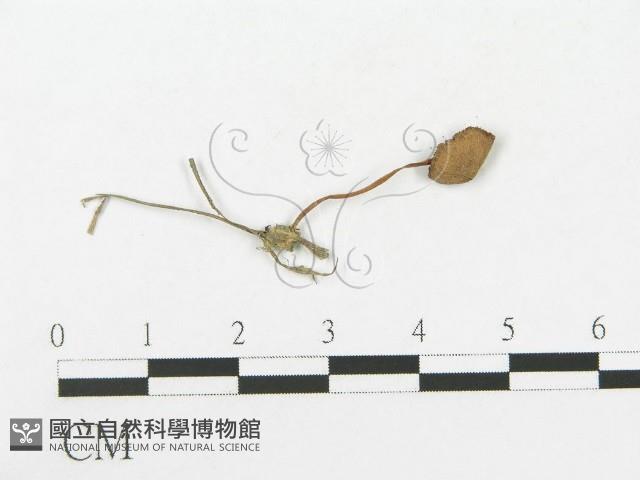 登錄號:F0005508藏品圖，第1張