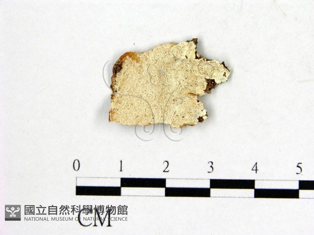 登錄號:F0009508藏品圖，第1張
