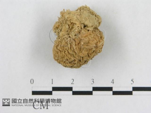 登錄號:F0003508藏品圖，第1張