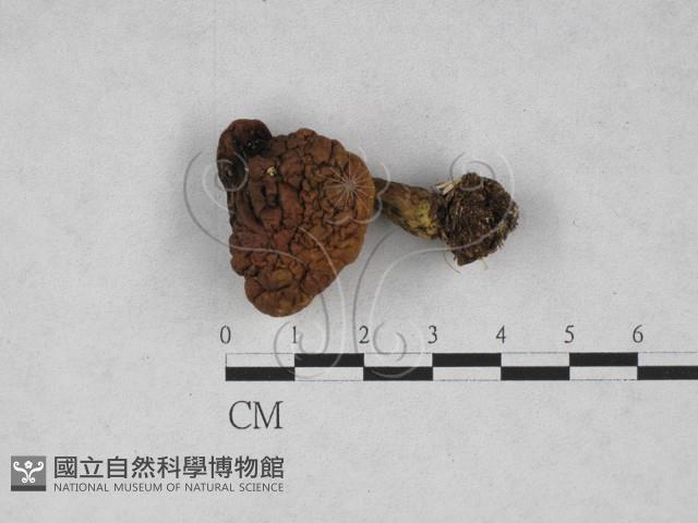 登錄號:F0028108藏品圖，第1張