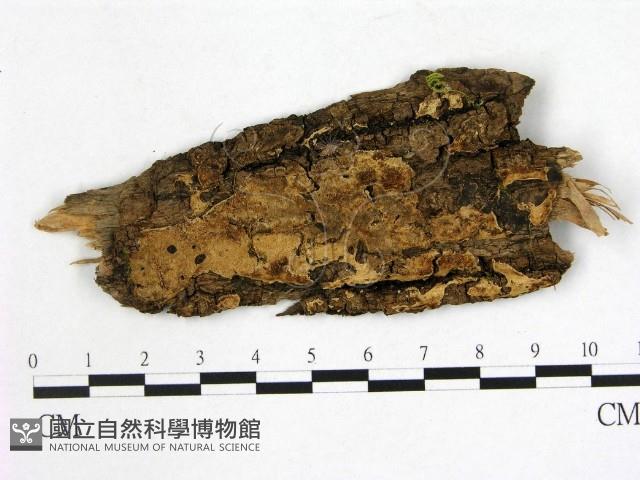 登錄號:F0008108藏品圖，第1張