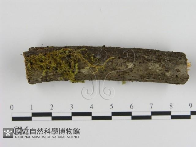 絲皮菌屬藏品圖，第1張