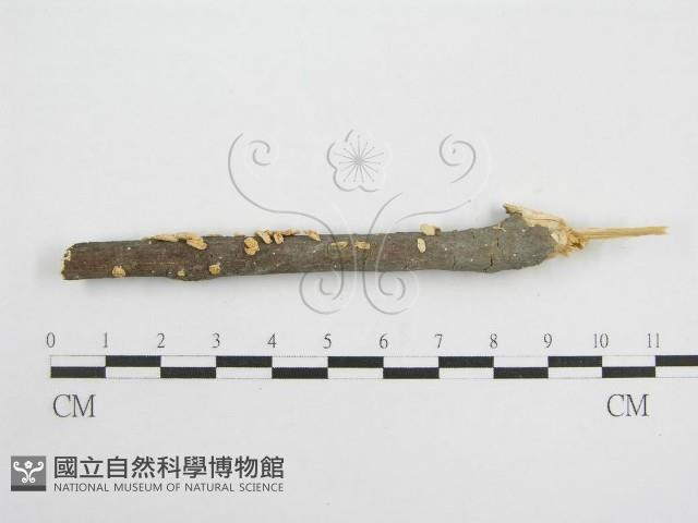 微皮傘屬藏品圖，第1張