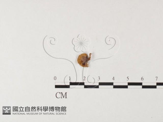 紅菇屬藏品圖，第1張