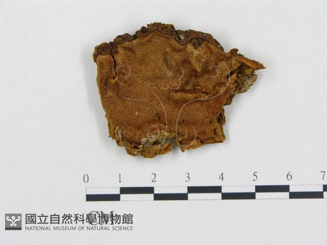 登錄號:F0006108藏品圖，第1張