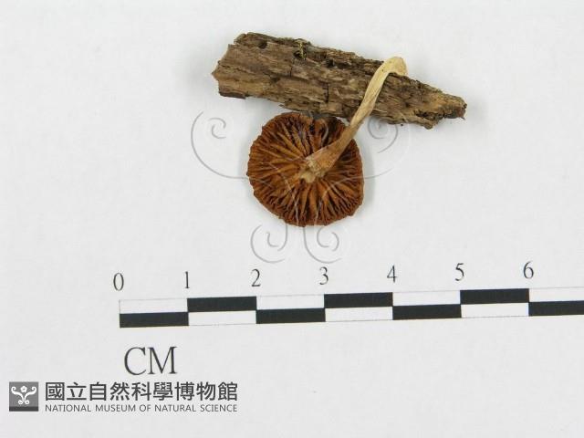 登錄號:F0016108藏品圖，第1張