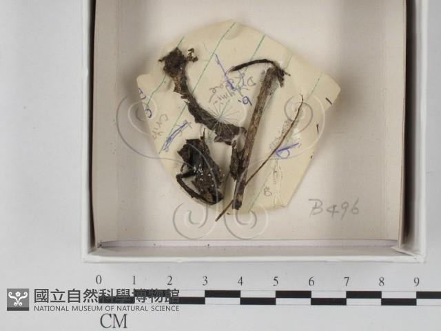 登錄號:F0021108藏品圖，第1張