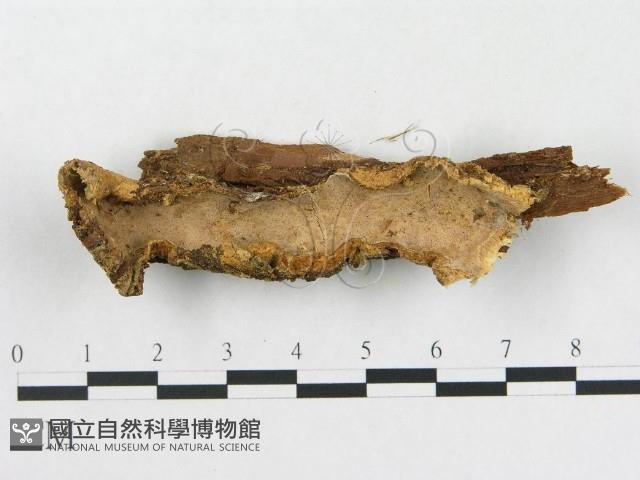 硬孔菌屬藏品圖，第1張