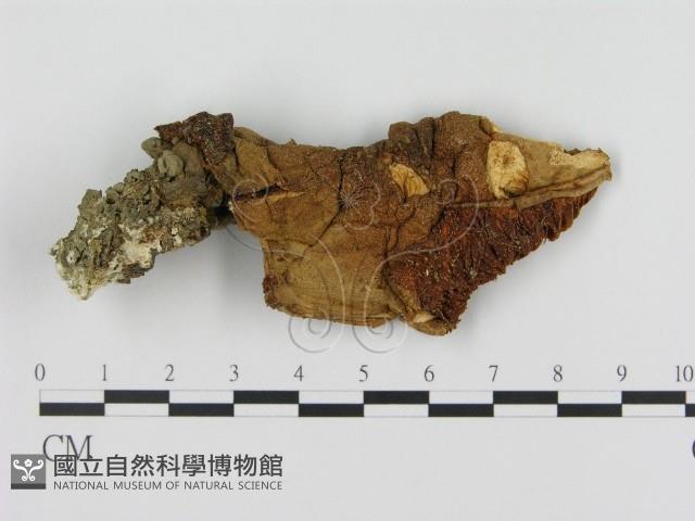 登錄號:F0011108藏品圖，第1張