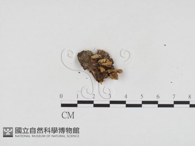 登錄號:F0024108藏品圖，第1張