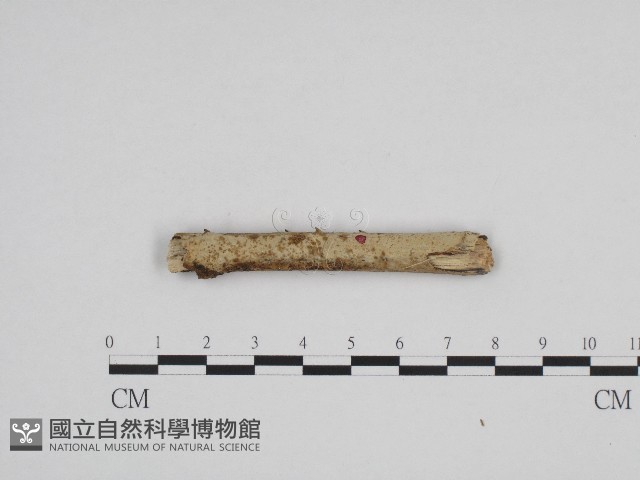 絲齒菌屬藏品圖，第1張