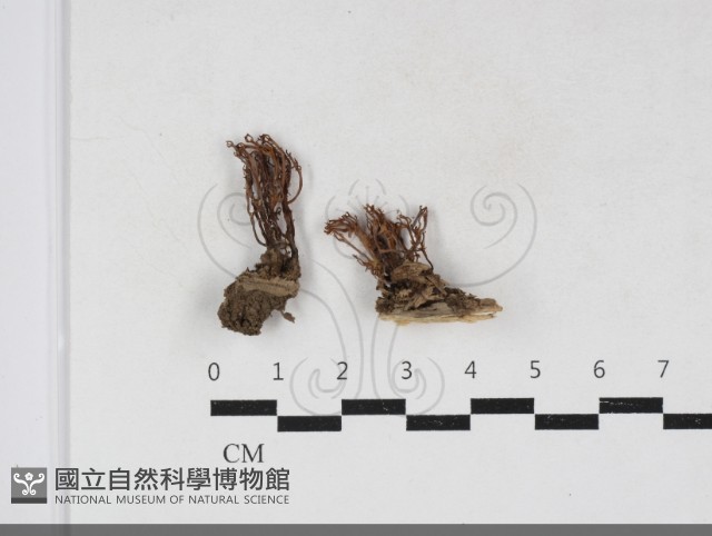登錄號:F0034108藏品圖，第1張