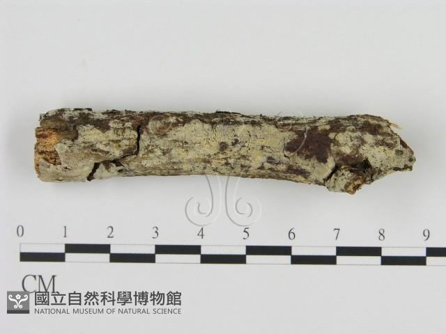 登錄號:F0012108藏品圖，第1張