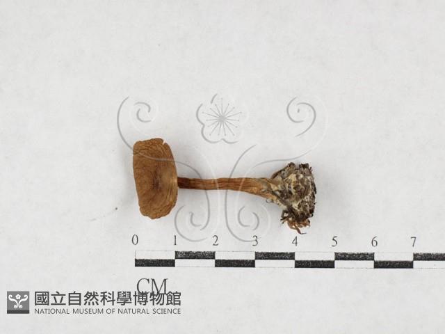 登錄號:F0027108藏品圖，第1張