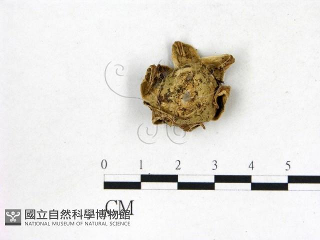 地星屬藏品圖，第1張