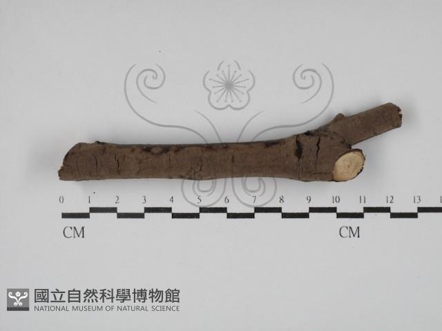 登錄號:F0005108藏品圖，第1張