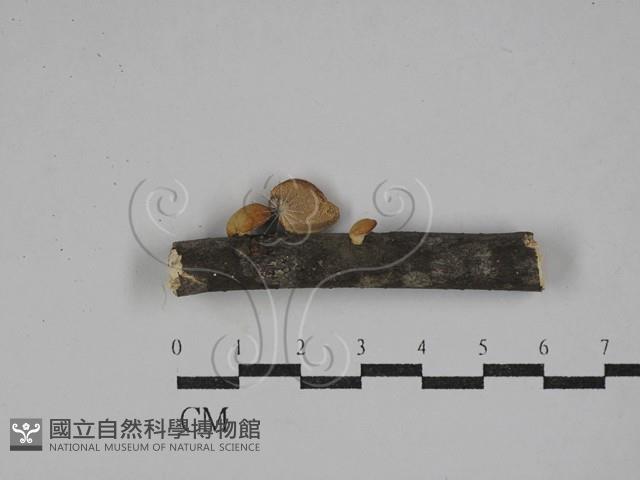 登錄號:F0029108藏品圖，第1張