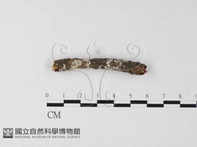 登錄號:F0009108藏品圖，第1張