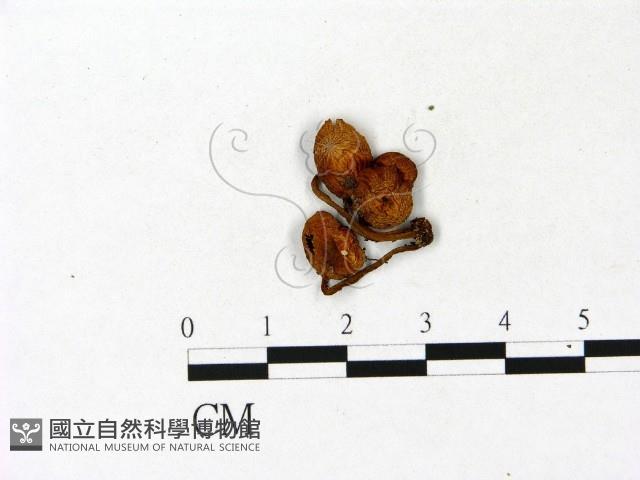 登錄號:F0023108藏品圖，第1張