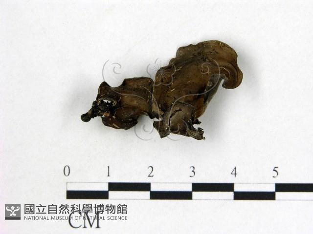 登錄號:F0008008藏品圖，第1張