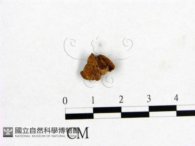 登錄號:F0010008藏品圖，第1張