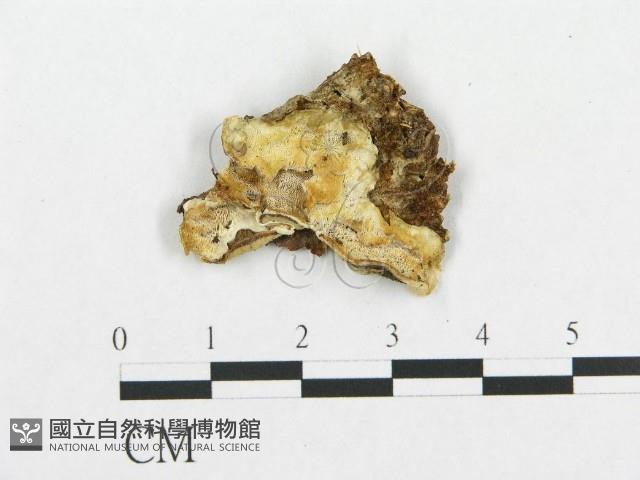 登錄號:F0006008藏品圖，第1張