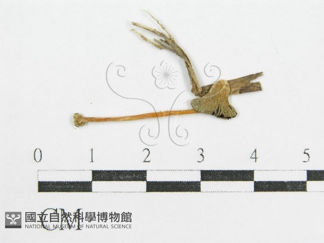 鬼傘屬藏品圖，第1張