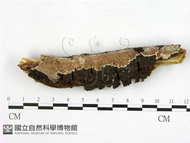 登錄號:F0021008藏品圖，第1張