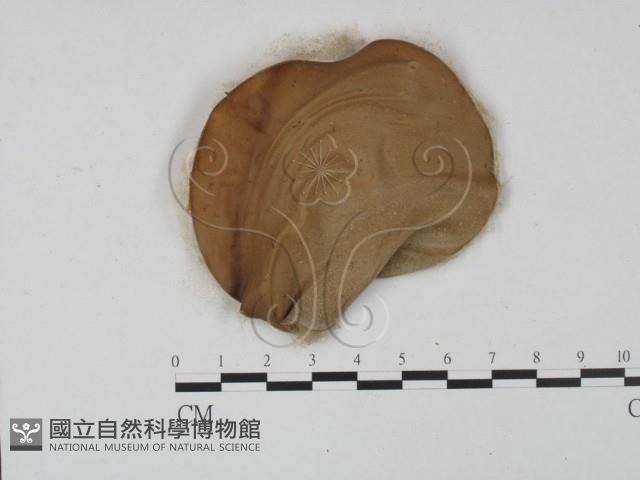 登錄號:F0001008藏品圖，第1張