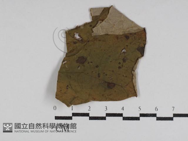 登錄號:F0031008藏品圖，第1張