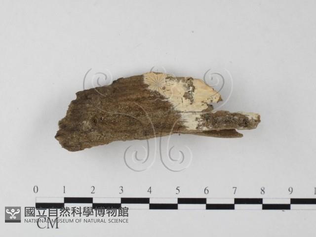 顯絲菌屬藏品圖，第1張