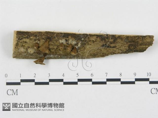 黑蛋巢菌屬藏品圖，第1張