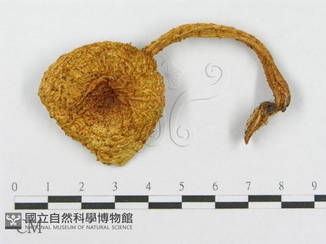 登錄號:F0014008藏品圖，第1張