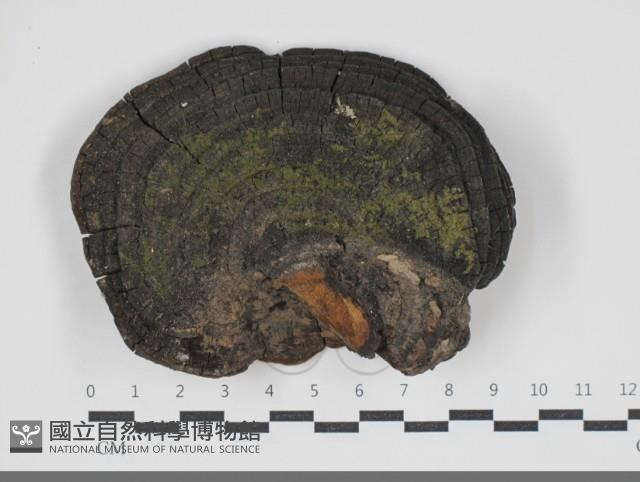 黃荊桑黃藏品圖，第1張