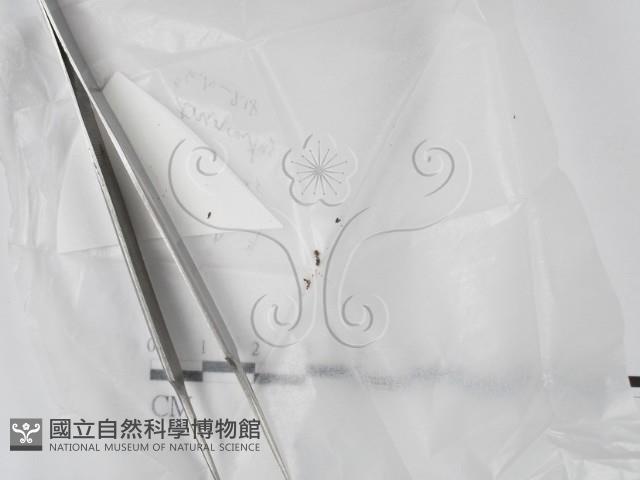 登錄號:F0022008藏品圖，第1張