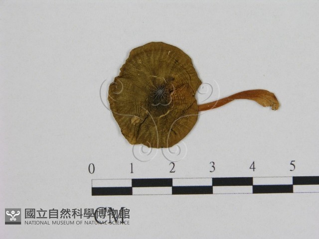 登錄號:F0002008藏品圖，第1張