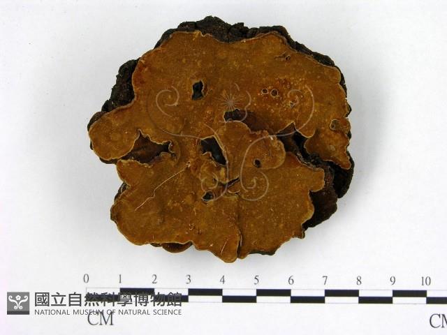 登錄號:F0012008藏品圖，第1張