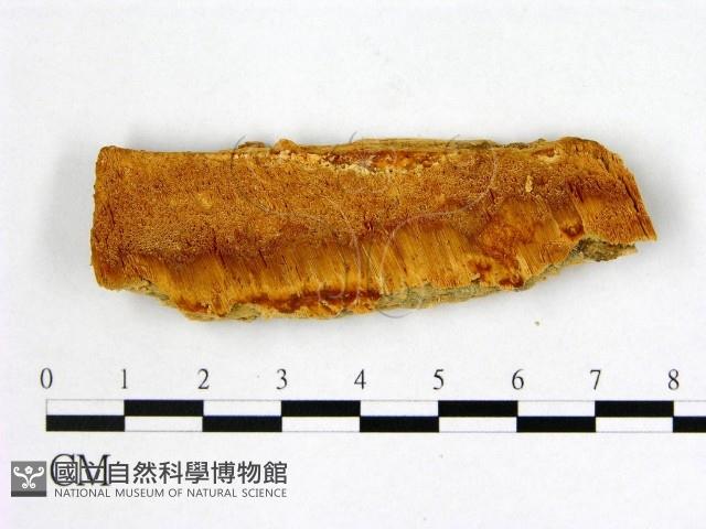 登錄號:F0007008藏品圖，第1張